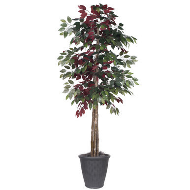 Vickerman 6' Artificial Capensia Deluxe Tree Gray Round Plastic Container