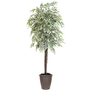 Vickerman 6' Artificial Varigated Smilax Deluxe Tree Brown Round Plastic Container
