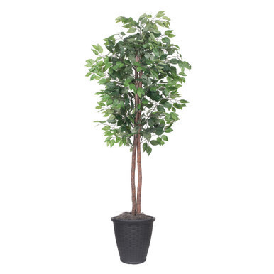 Vickerman 6' Artificial Ficus Tree Gray Round Plastic Container