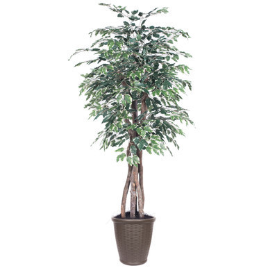 Vickerman 6' Artificial Variegated Ficus Executive Brown Round Plastic Container