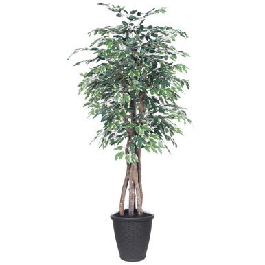 Vickerman 6' Artificial Variegated Ficus Executive Gray Round Plastic Container