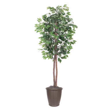 Vickerman 6' Artificial Ficus Tree Brown Round Plastic Container