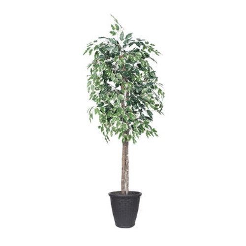 Vickerman 6' Artificial Variegated Ficus Tree Gray Round Plastic Container