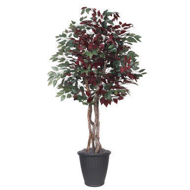 Vickerman 6' Artificial Capensia Executive Tree Gray Round Plastic Container
