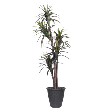 Vickerman 6' Artificial Marginata Executive Tree Gray Round Plastic Container