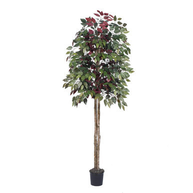 Vickerman TEC0360-07 6ft Artificial Capensia Tree in Pot