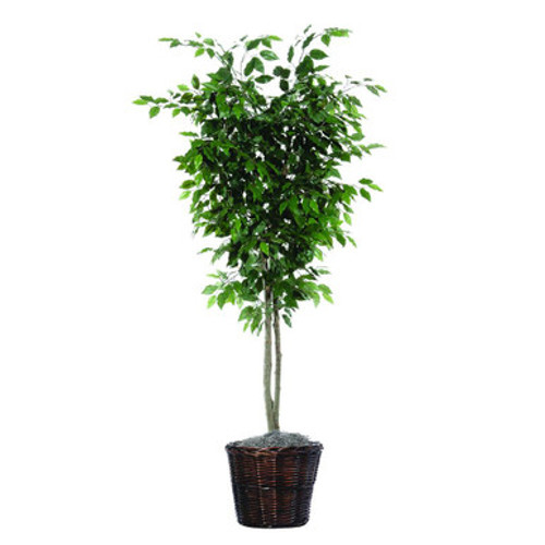  Vickerman TDX0160 6ft Artificial Ficus Tree in Pot