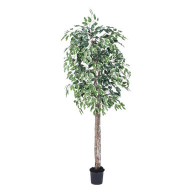 Vickerman TEC0260-07 6ft Variegated Artificial Ficus Tree in Pot