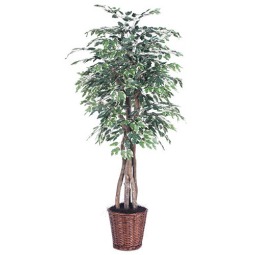  Vickerman TEX0260 6ft Variegated Artificial Ficus Tree in Pot