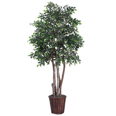 Vickerman TEX4260 6ft Mini Artificial Ficus Tree in Pot