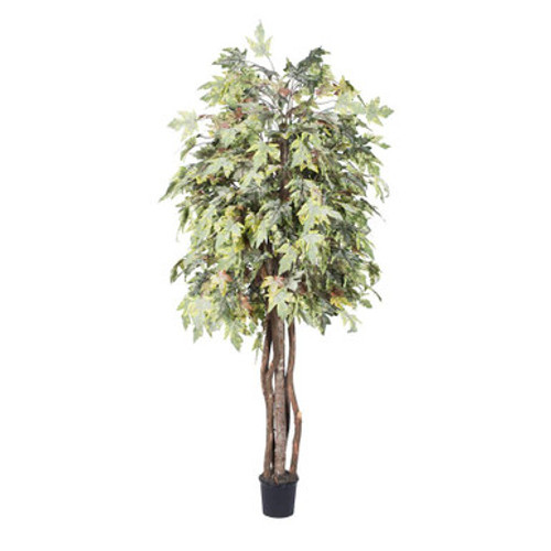  Vickerman TEX1760-07 6ft Artificial Frosted Maple Tree in Pot