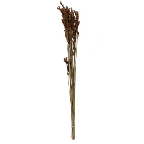 Vickerman Natural Botanicals 33" x 5" Thatch Reed 100 grams per Unit