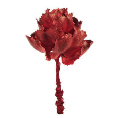 Vickerman 8" Dried Red Queen Flower