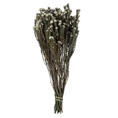 Vickerman 16-22" Natural Cotton Phylica Flower 4-5 oz Bundle Preserved