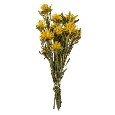 Vickerman 8-20" Yellow Plumosum Female - prsvd 8 heads