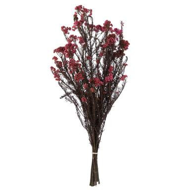 Vickerman 16-23" Pink Rice Flower