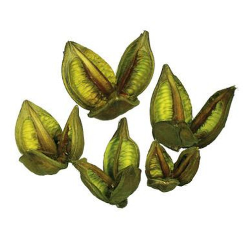  Vickerman 3-4" Light Basil Sora Pods Bulk Case 25 per Case Dried 