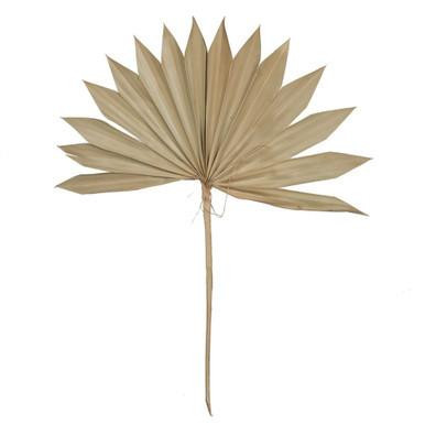 Vickerman Natural Botanicals 20" Natural Dried Super Palm Sun Spear- 12 stem/polybag