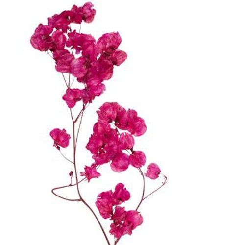  Vickerman 13.5-17" Raspberry Dried Cara Blossom Bundle Preserved 