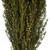 Vickerman 22-26" Yellow Grabia 5-6 oz Bundle Preserved