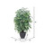 TXX0640-RG Vickerman - 4 ft Dark Green Ming Aralia Artificial Bush
