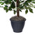 Vickerman 4' Artificial Ficus Bush Round Gray Plastic Container