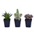 Vickerman 7" Artificial Succulent Black Plastic Planters Pot Set of 3