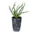 Vickerman 11" Artificial Green Gray Potted Haworthia