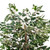 Vickerman 4' Artificial Variegated Ficus Bush Gray Round Plastic Container