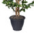 Vickerman 4' Artificial Variegated Ficus Bush Gray Round Plastic Container