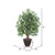 Vickerman 4' Artificial Japanese Maple Extra Full Bush Brown Plastic Container