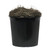 Vickerman 4' Artificial Frosted Maple Extra Full Bush Black Plastic Pot