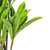 Vickerman 60" Artificial Real Touch Dracaena