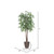 Vickerman 6' Artificial Japanese Maple Deluxe Tree Brown Round Plastic Container