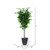Vickerman 6' Artificial Ficus Deluxe Tree Gray Round Plastic Container