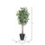 Vickerman 6' Artificial Ficus Tree Gray Round Plastic Container