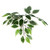 Vickerman 6' Artificial Variegated Ficus Executive Brown Round Plastic Container