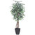 Vickerman 6' Artificial Variegated Ficus Executive Gray Round Plastic Container
