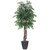 Vickerman 6' Artificial Ming Aralia Executive Tree Gray Round Plastic Container