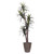 Vickerman 6' Artificial Marginata Executive Tree Brown Round Plastic Container
