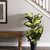 Vickerman 40" Artificial Green and White Dieffenbachia