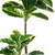 Vickerman 50" Artificial Potted Real Touch Dieffenbachia