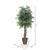Vickerman 6' Artificial Ming Aralia Executive Tree Brown Round Plastic Container