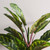 Vickerman 3' Artificial Green and Brown Peacock Plant botanical name Calathea