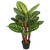 Vickerman 3' Artificial Green and Brown Peacock Plant botanical name Calathea