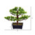  Vickerman TA192010 10" Artificial Murraya Bonsai Tree in Pot