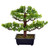  Vickerman TA192010 10" Artificial Murraya Bonsai Tree in Pot