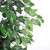 Vickerman TDX0160 6ft Artificial Ficus Tree in Pot