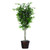 Vickerman TDX0160 6ft Artificial Ficus Tree in Pot