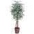  Vickerman TEX0260 6ft Variegated Artificial Ficus Tree in Pot